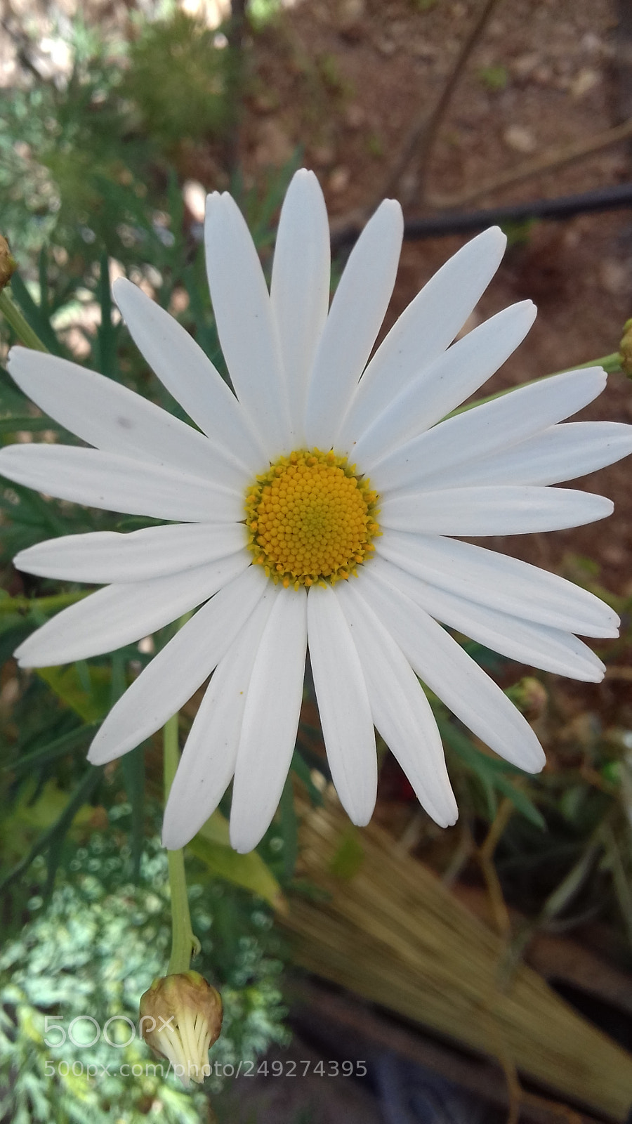 Samsung Galaxy J3(2016) sample photo. Untitled photography