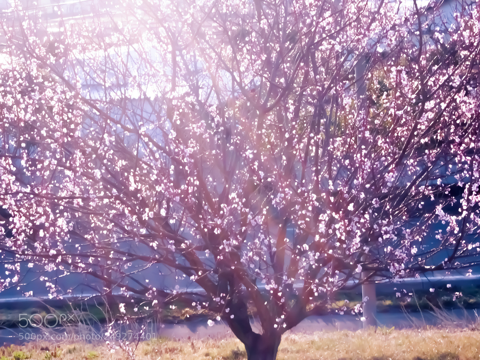 Olympus PEN E-PL6 sample photo. Untitled photography