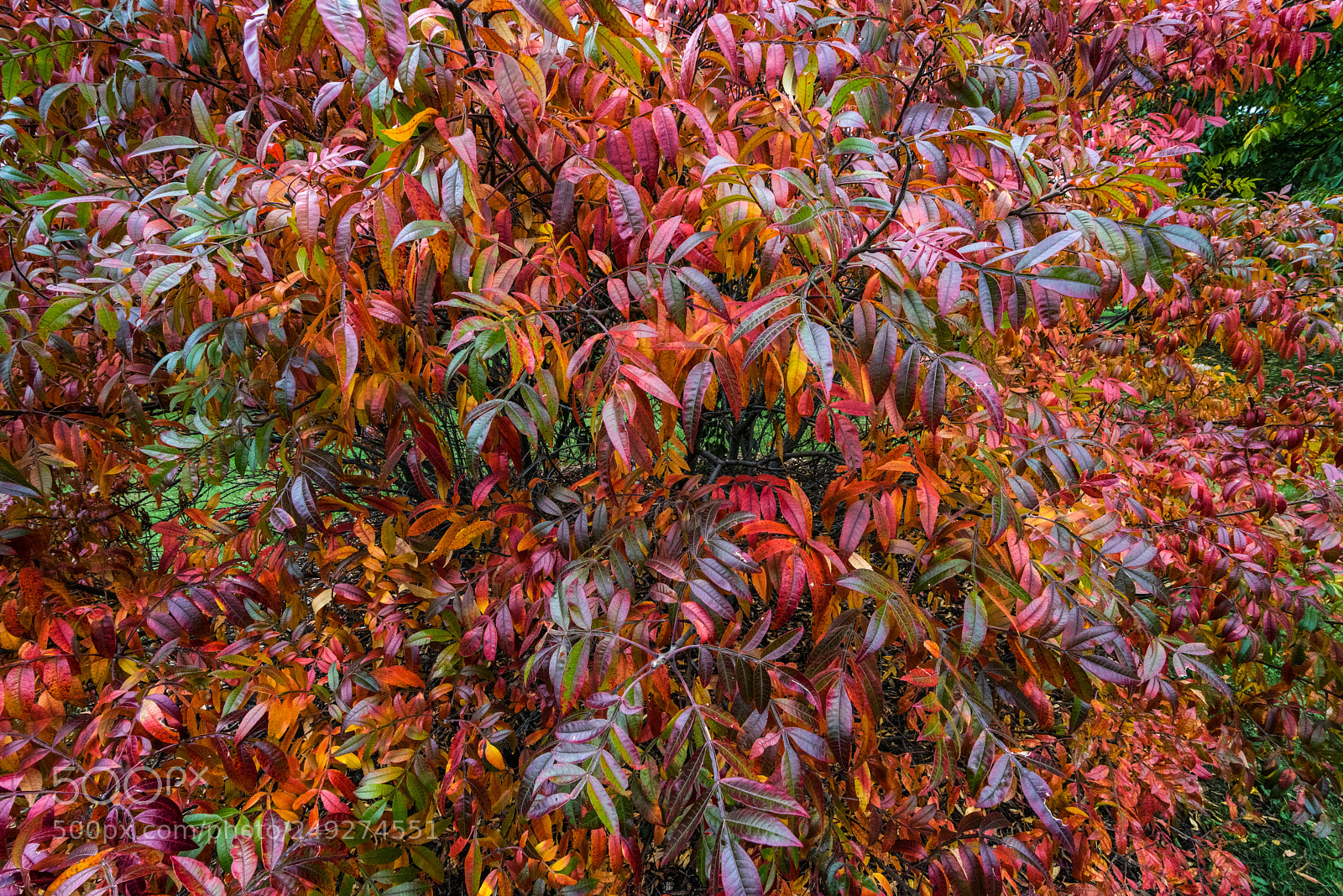 Nikon D810 sample photo. Fall leaves photography