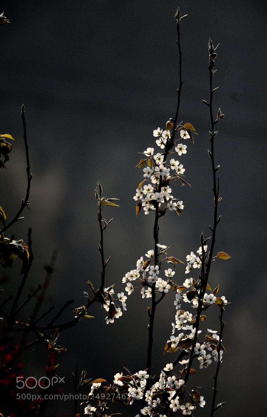 Nikon D700 sample photo. Spring photography