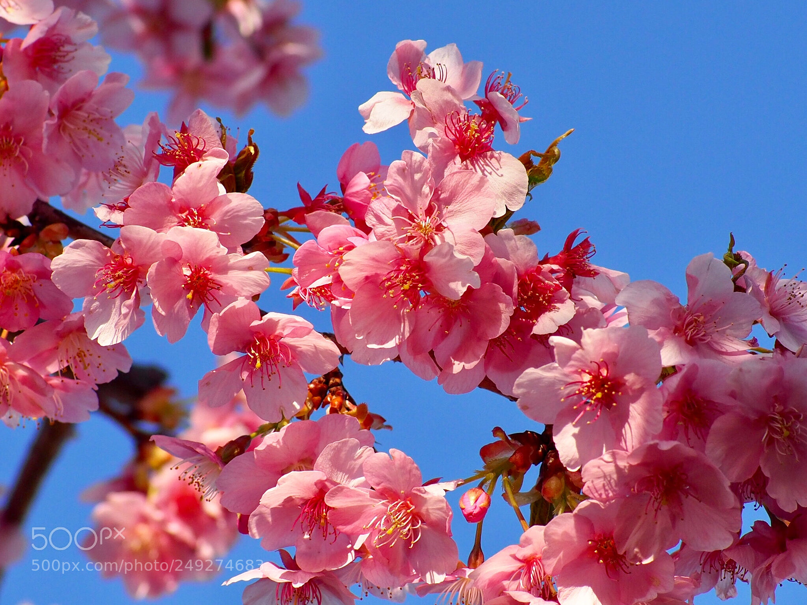 Olympus OM-D E-M1 Mark II sample photo. Spring has come! photography