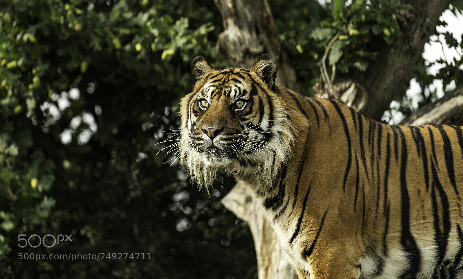 Nikon D5 sample photo. Tiger series ii photography