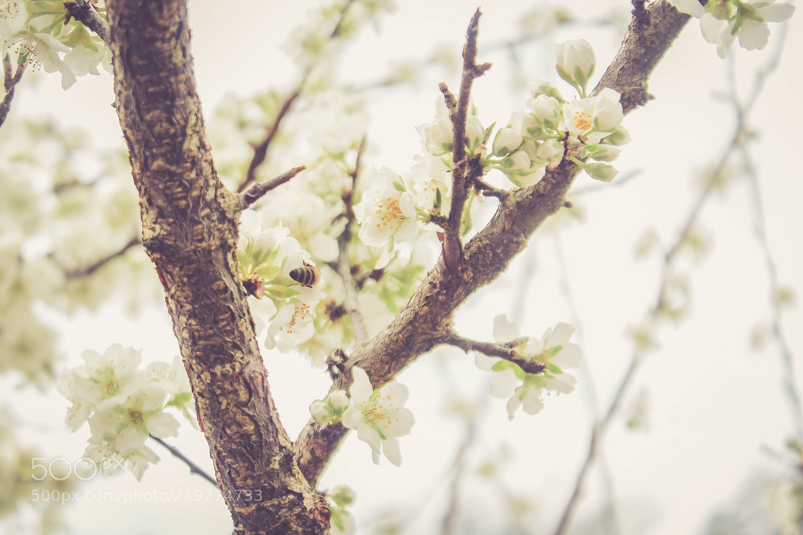 Canon EOS 1200D (EOS Rebel T5 / EOS Kiss X70 / EOS Hi) sample photo. Retro spring photography