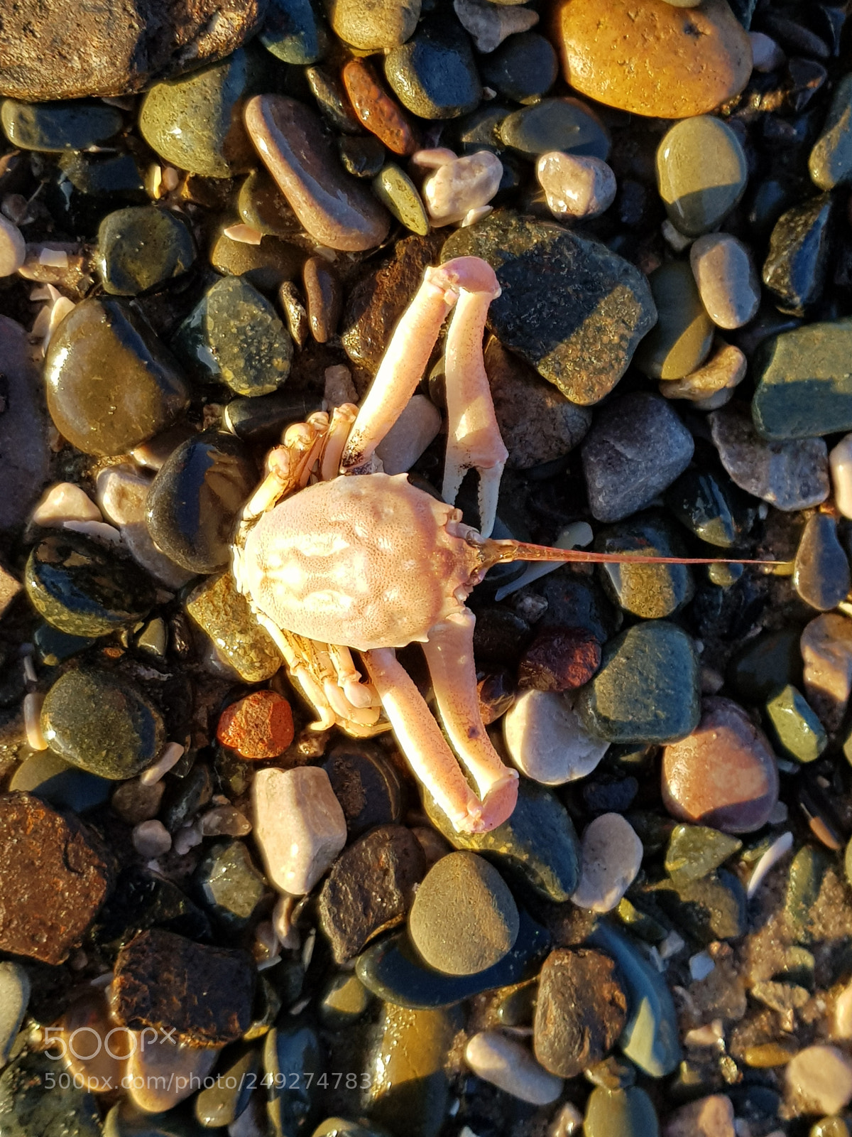Samsung Galaxy S8+ sample photo. Crab photography