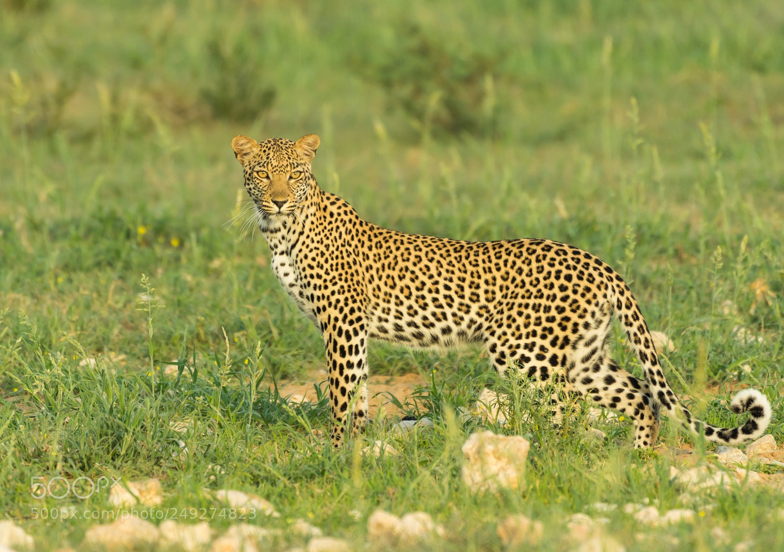 Nikon D500 sample photo. Leopard of the kalahari.jpg photography