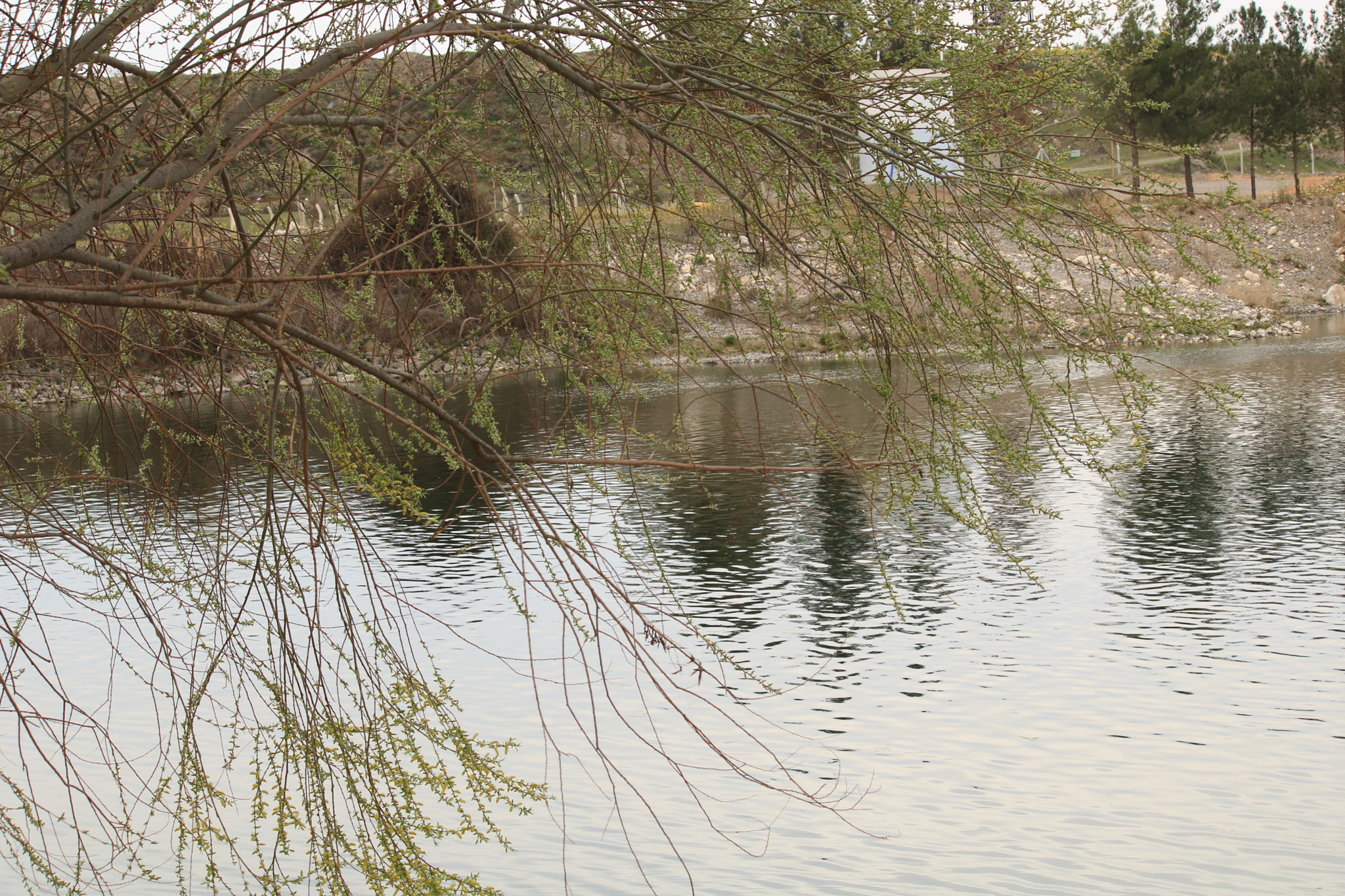 Canon EF-S 55-250mm F4-5.6 IS sample photo