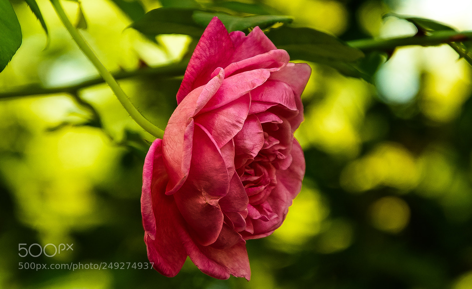 Nikon D810 sample photo. Just a rose!! photography