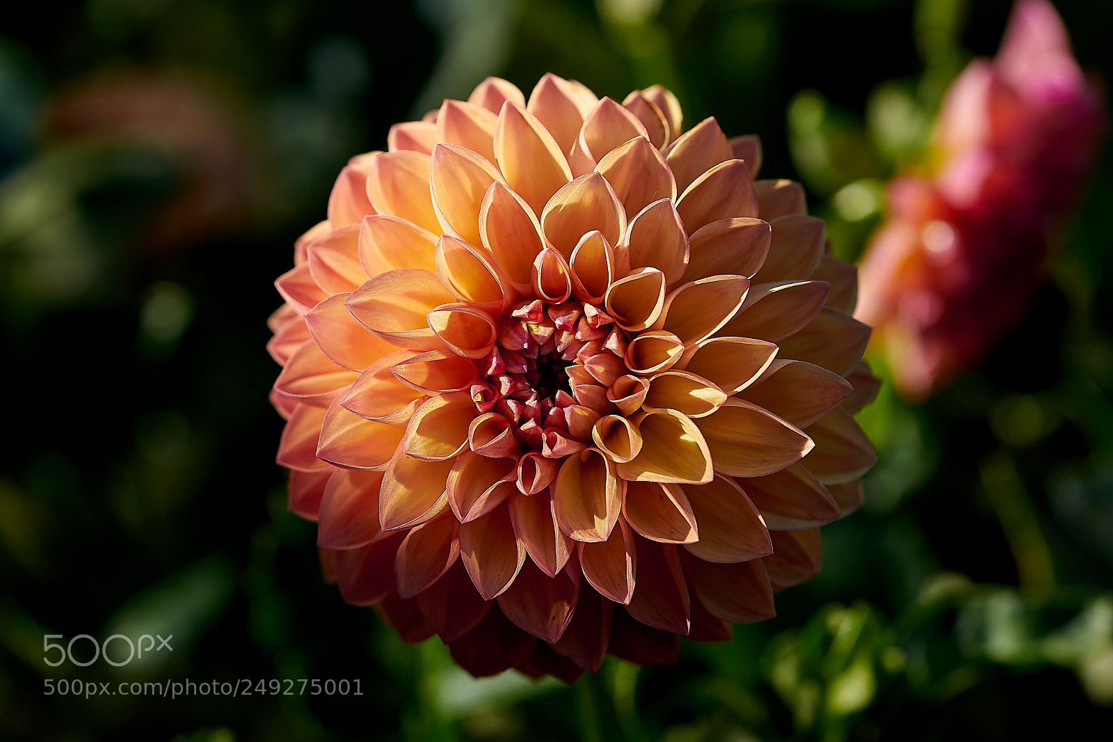 Sony a7 sample photo. Abg_180303_09 photography