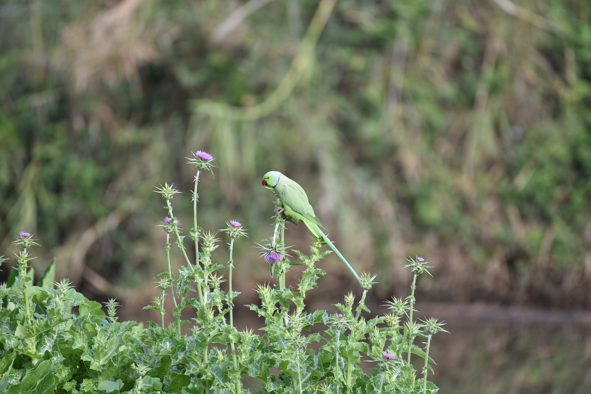 Nikon AF-S Nikkor 200-500mm F5.6E ED VR sample photo. A parrot photography