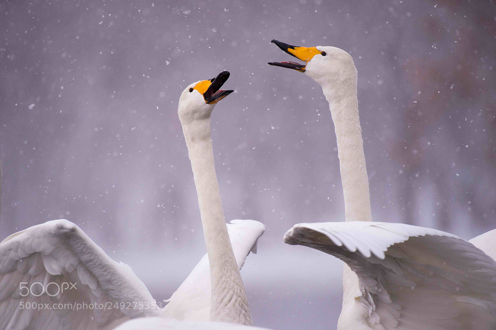 Nikon D4 sample photo. Courtship behavior photography