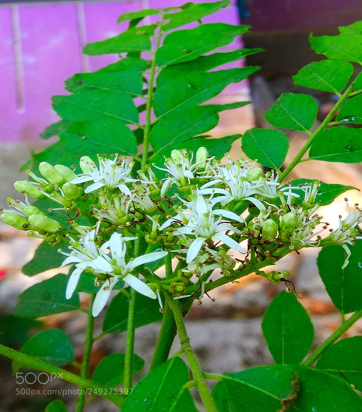Xiaomi Redmi Note 4 sample photo. Tiny!! photography