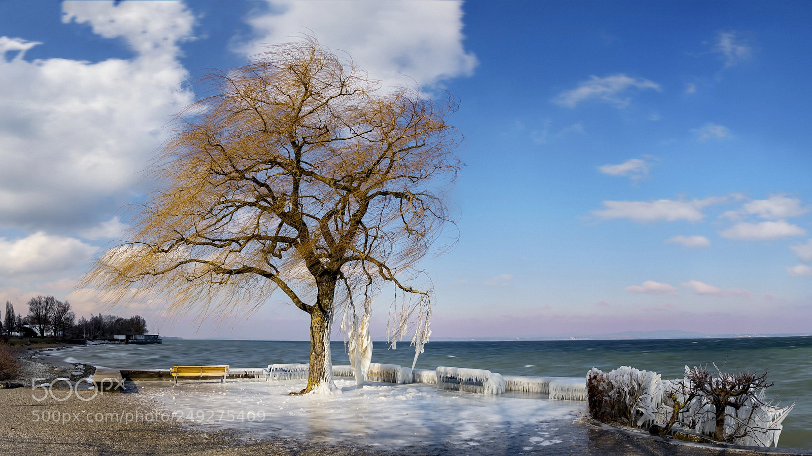 Olympus PEN-F sample photo. Frozen tree @ swiss lake photography