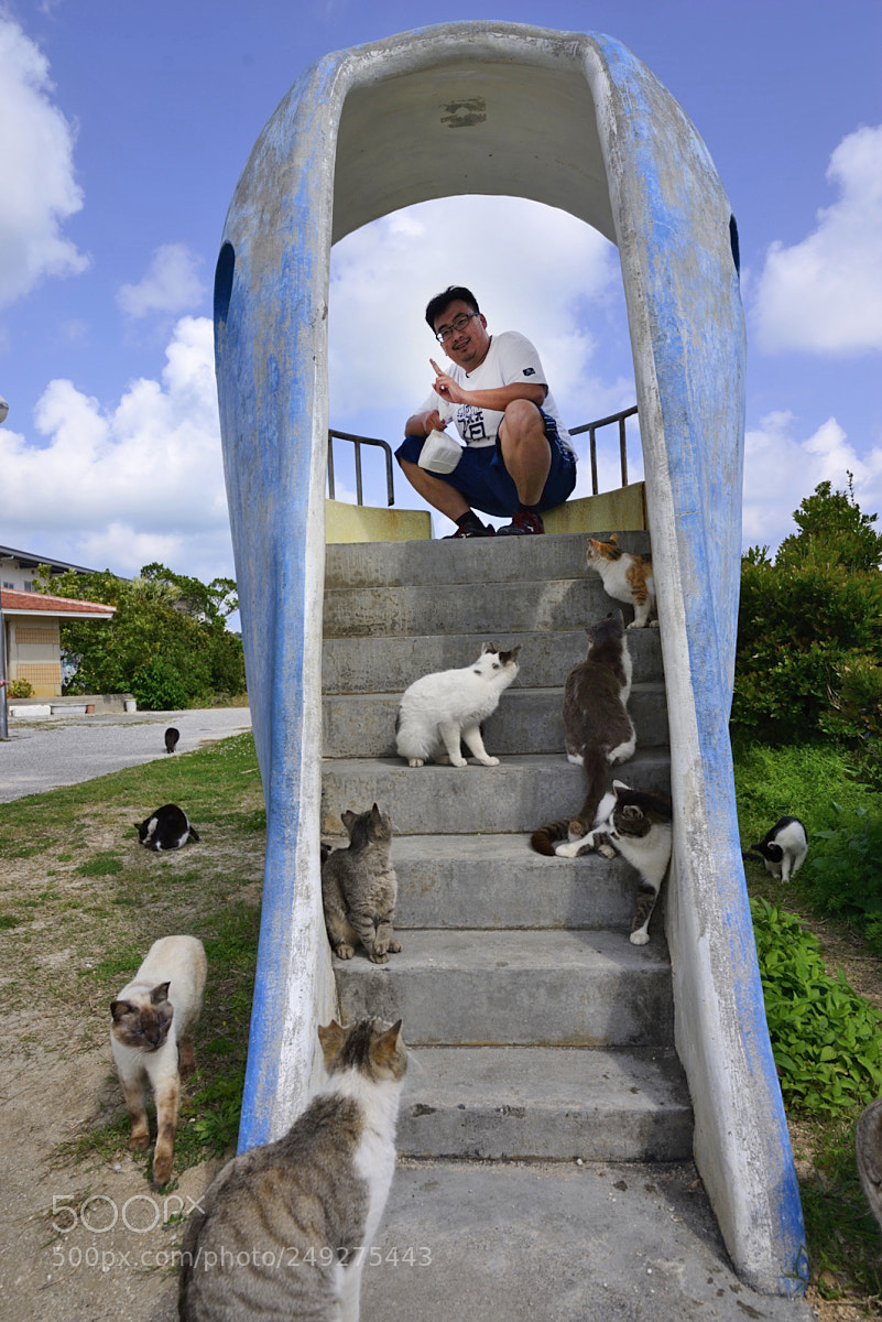Nikon D610 sample photo. Cats photography
