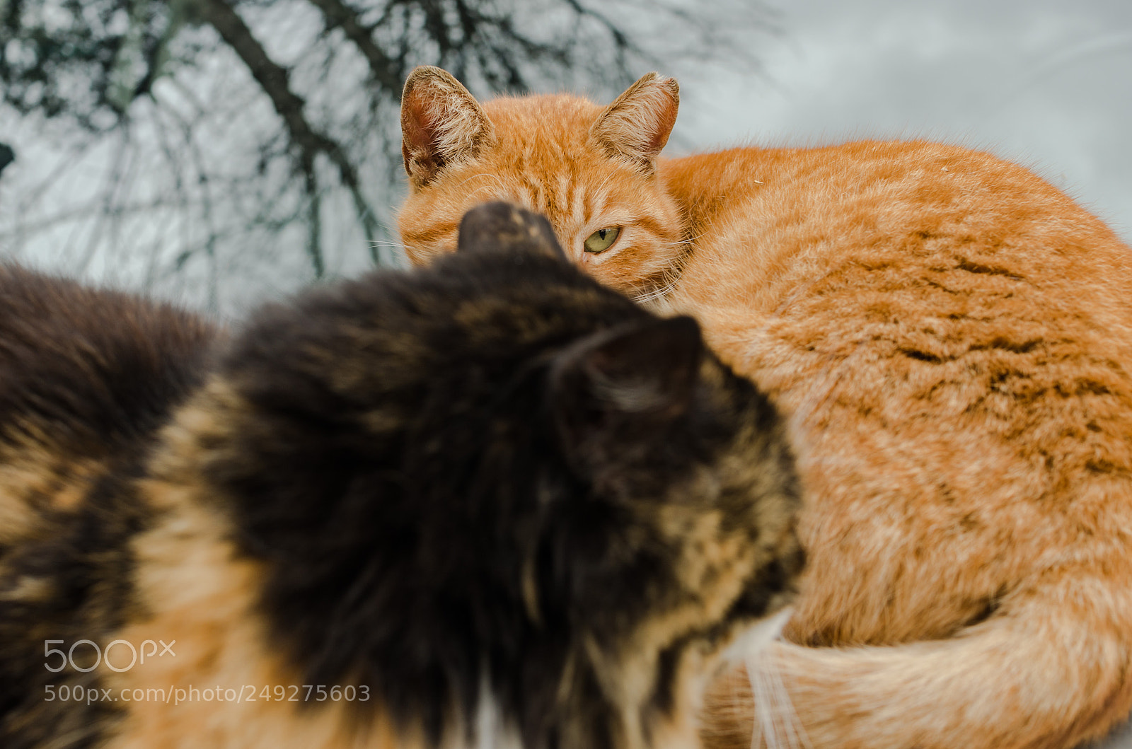 Nikon D7000 sample photo. Istanbul cats photography