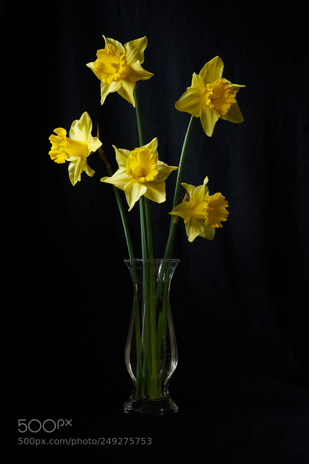 Sony a7R sample photo. Spring flowers photography