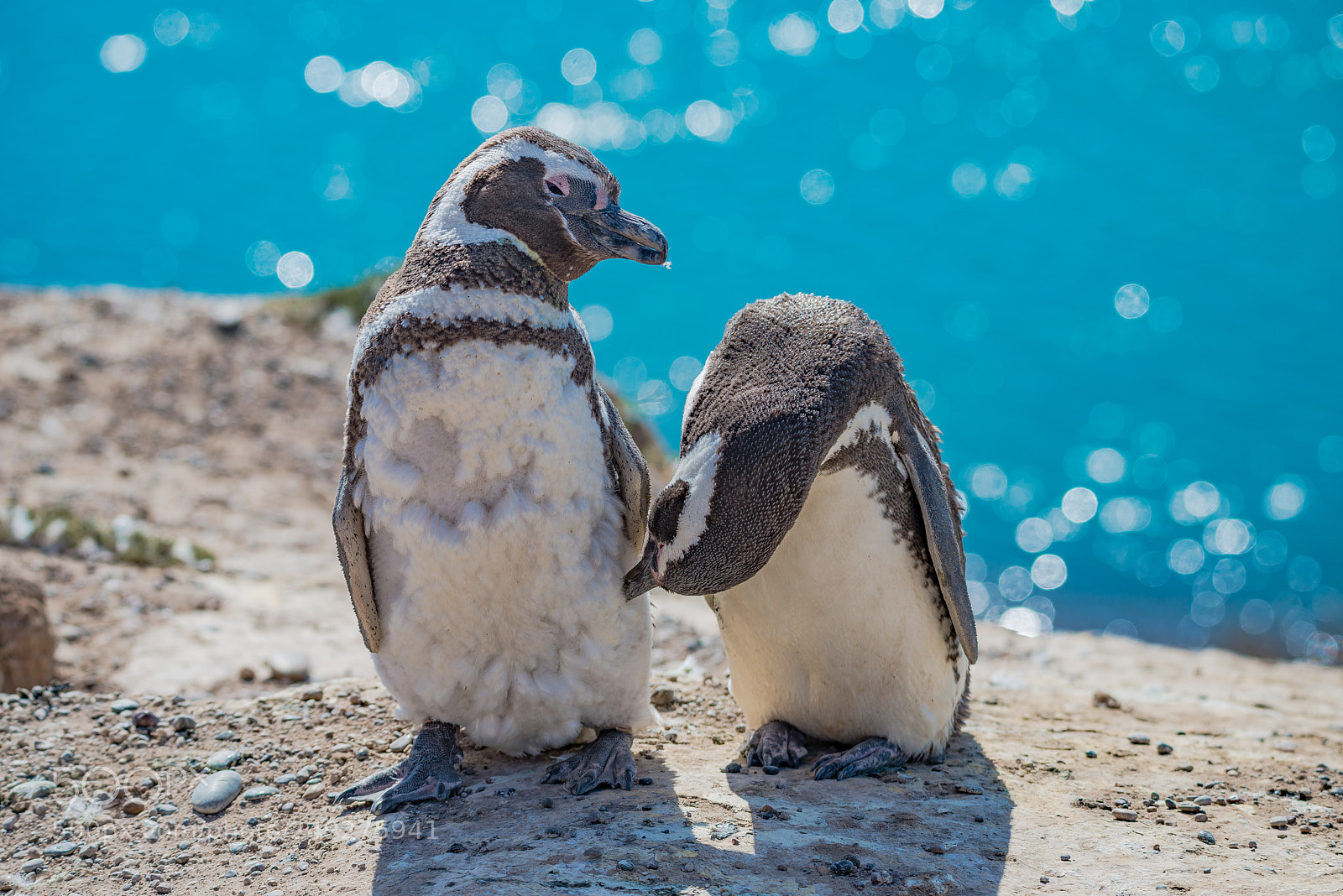 Nikon D800 sample photo. Magellanic penguins guarding their photography