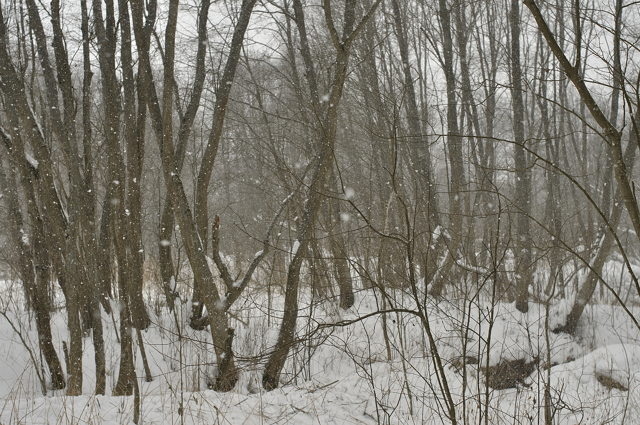 Nikon D90 + Nikon AF Nikkor 35mm F2D sample photo. Winter on the stream gorodets photography