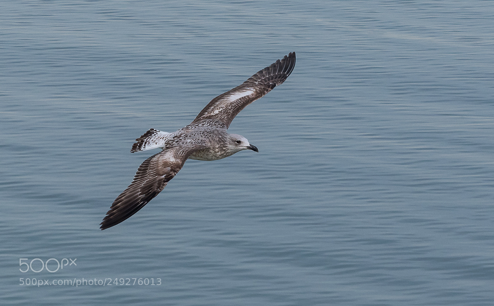 Nikon D5500 sample photo. Gabbiano reale mediterraneo larus photography