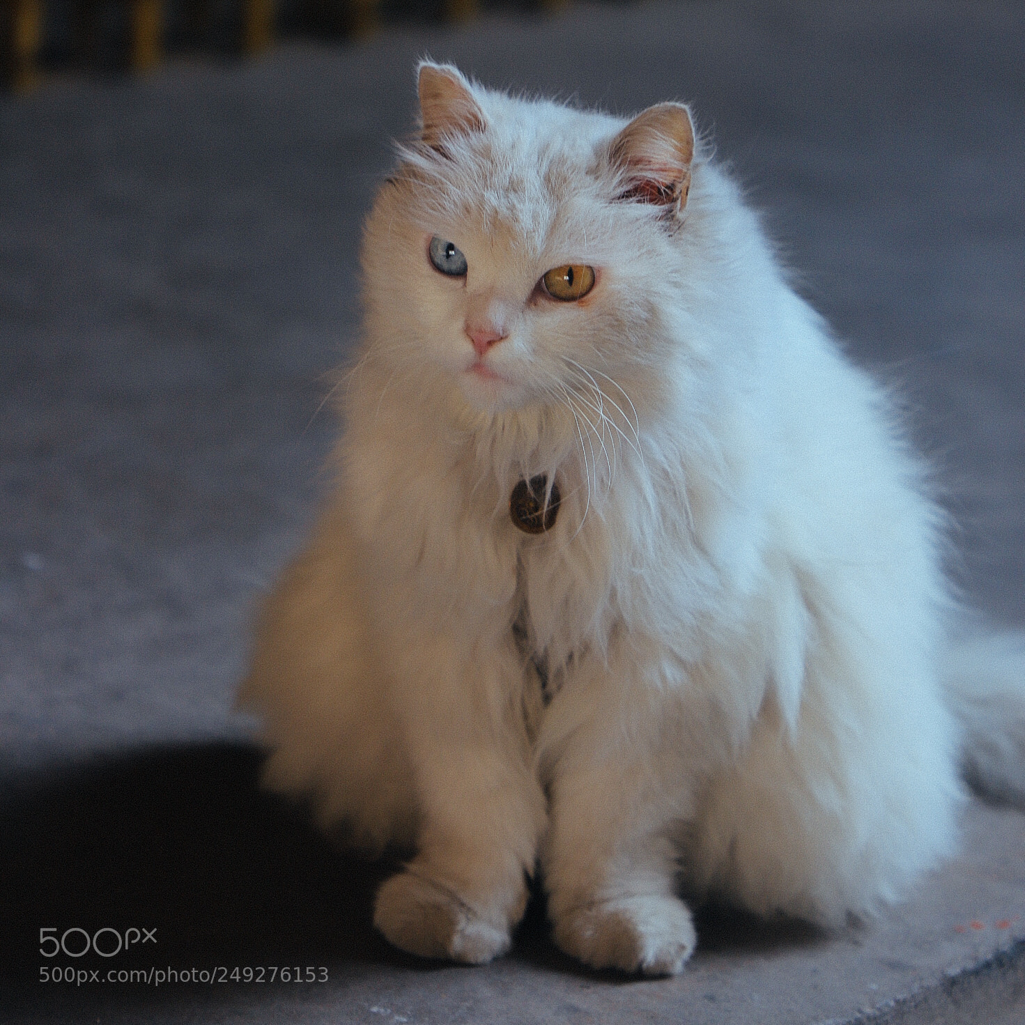 Canon EOS 6D Mark II sample photo. Miao～ photography