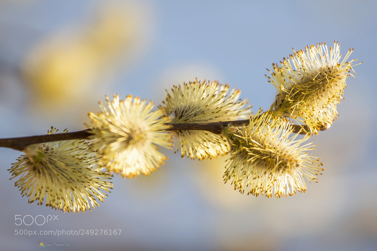 Canon EOS 60D sample photo. Solar willow photography
