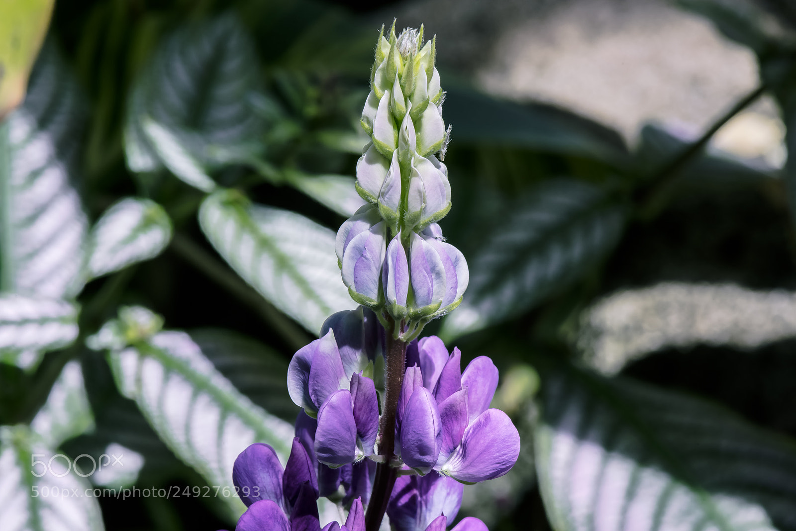 Nikon D800E sample photo. Purple flowers head towards photography