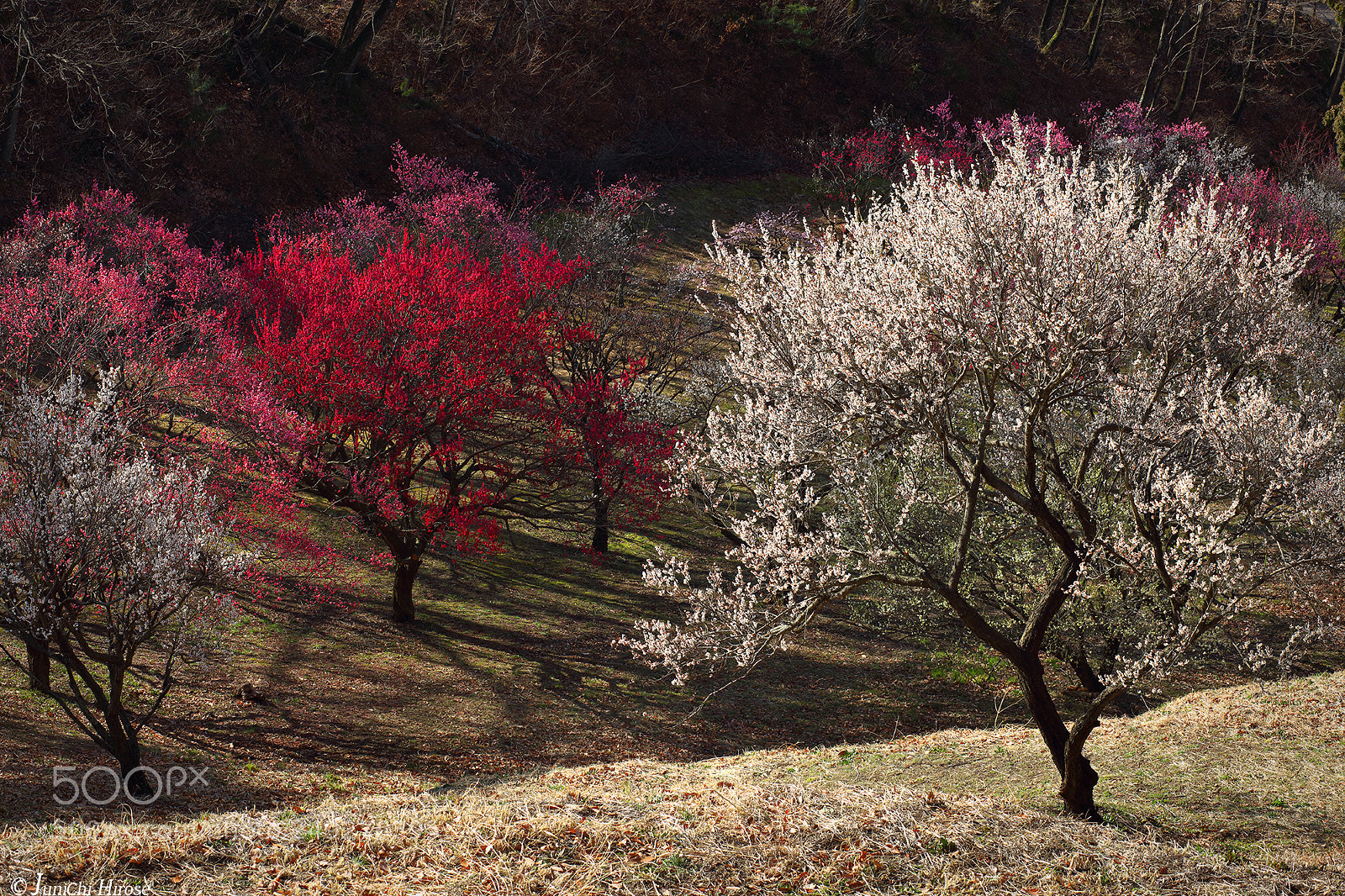Canon EOS 5DS sample photo. Plum blossoms difference in photography