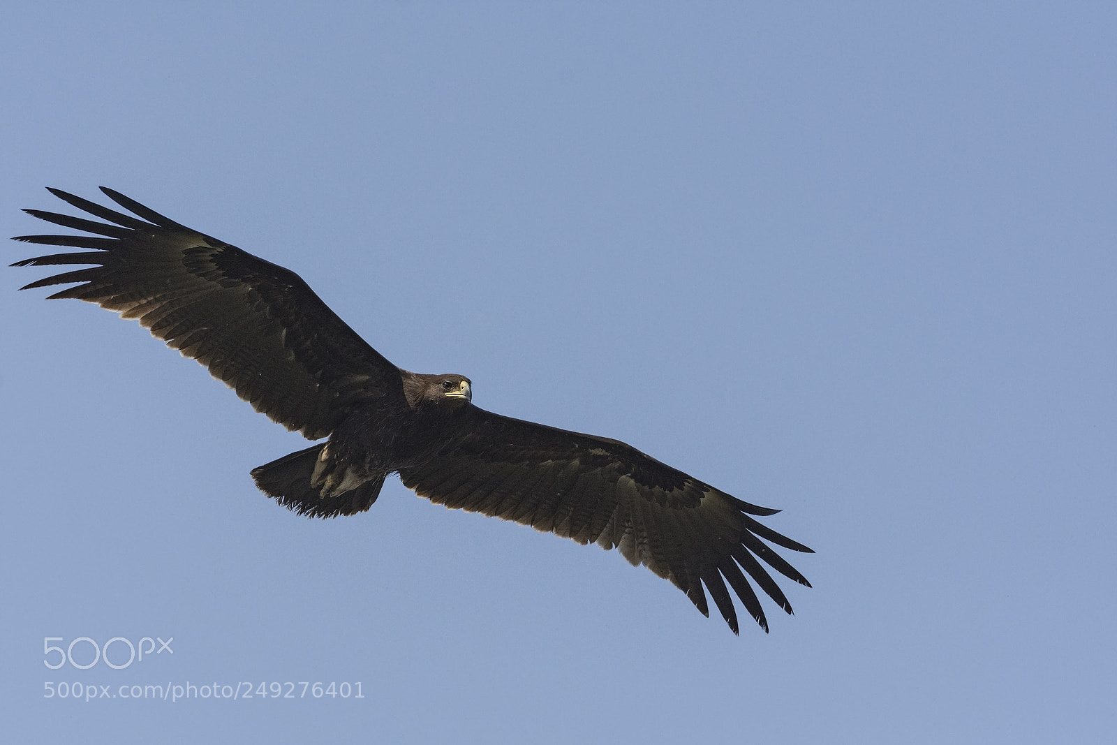 Nikon D7200 sample photo. Greater spotted eagle photography