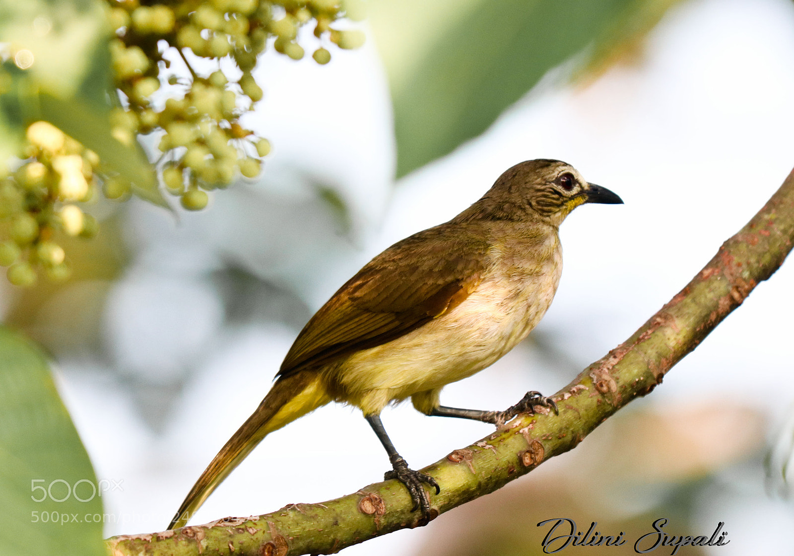 Canon EOS 80D sample photo. White-browed bulbul  (බැමසුදු කොණ්ඩයා) photography