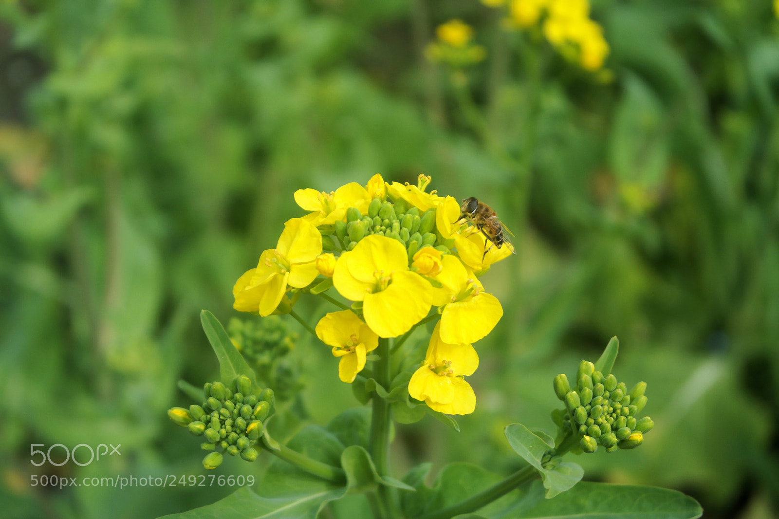 Samsung NX2000 sample photo. Spring photography