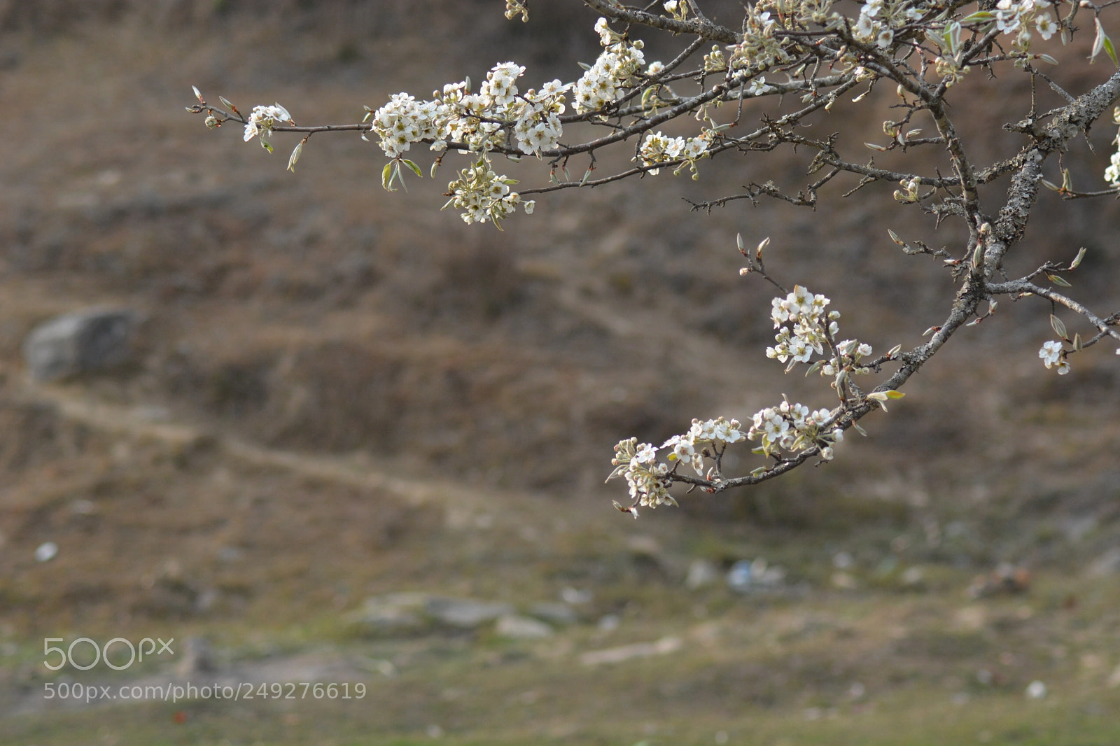 Nikon D5200 sample photo. Blossoms photography