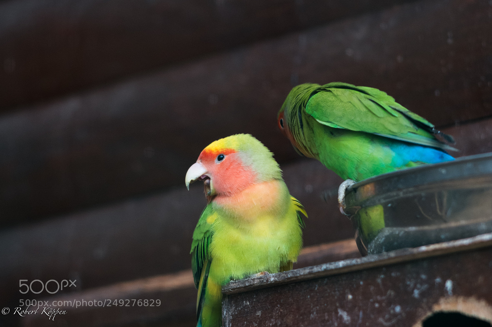 Fujifilm X-Pro1 sample photo. Bird photography