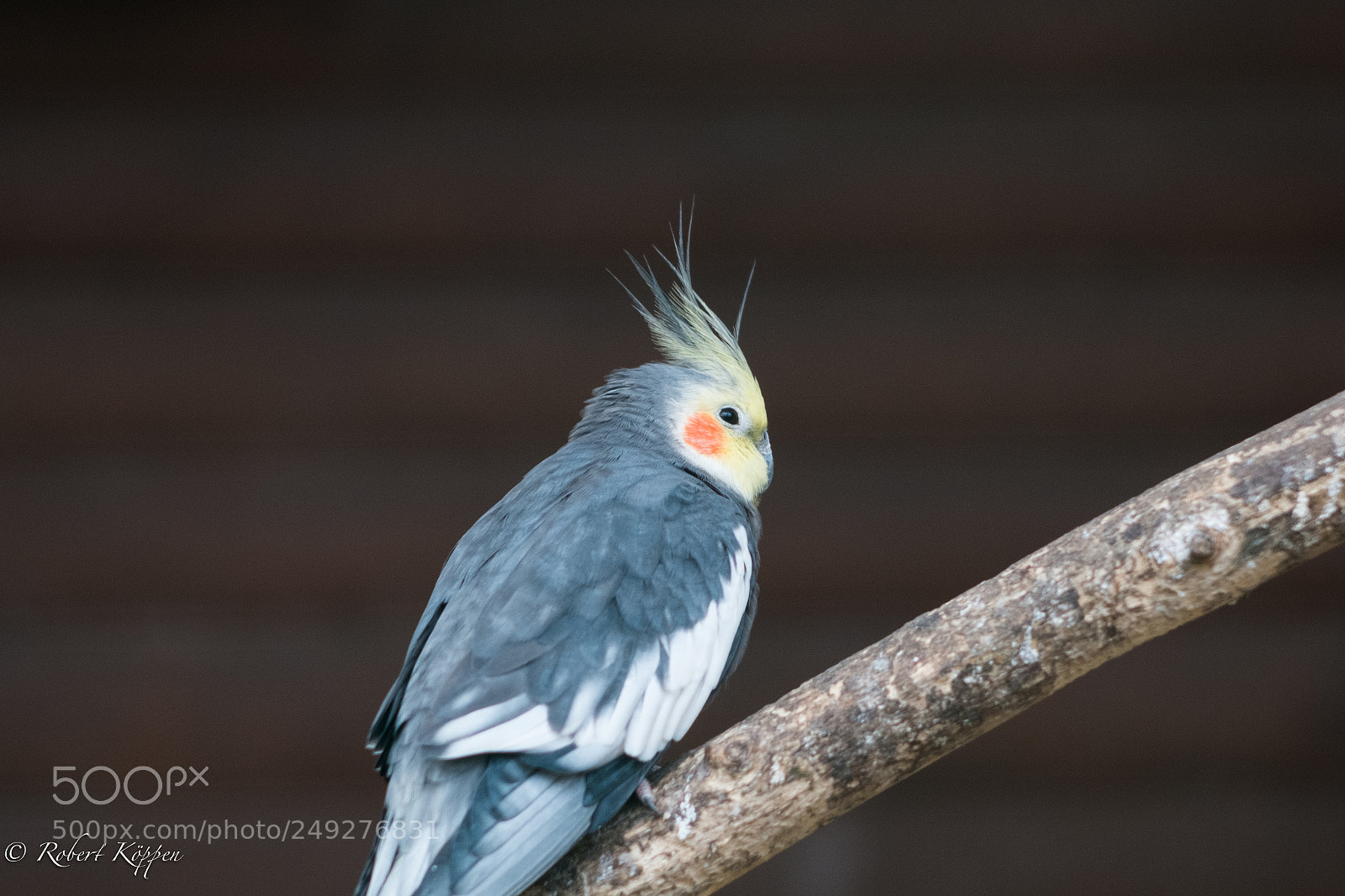 Fujifilm X-Pro1 sample photo. Bird photography