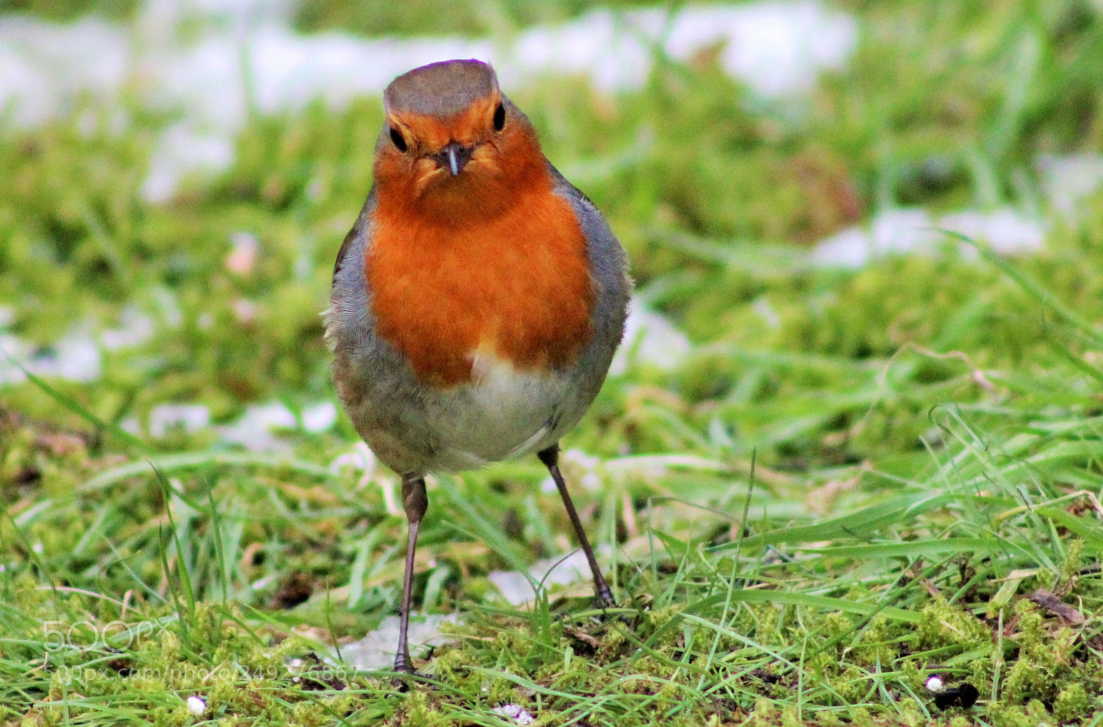 Canon EOS 600D (Rebel EOS T3i / EOS Kiss X5) sample photo. Wee robin photography
