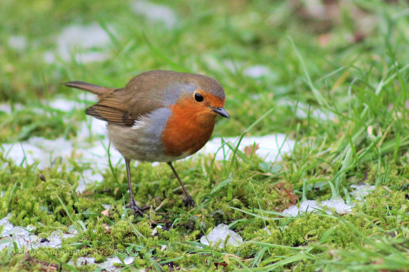 Canon EOS 600D (Rebel EOS T3i / EOS Kiss X5) sample photo. Wee robin photography
