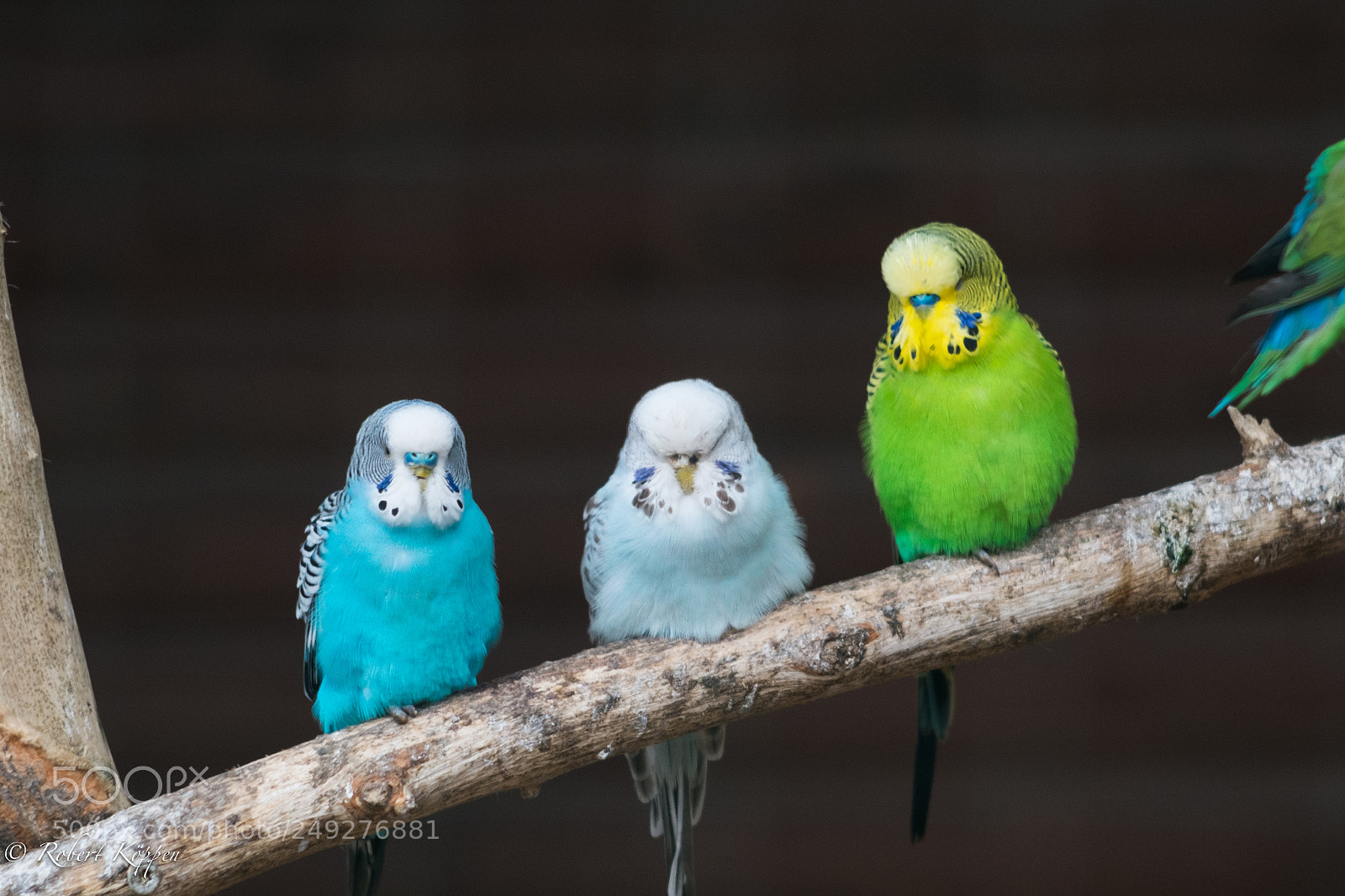 Fujifilm X-Pro1 sample photo. Bird photography