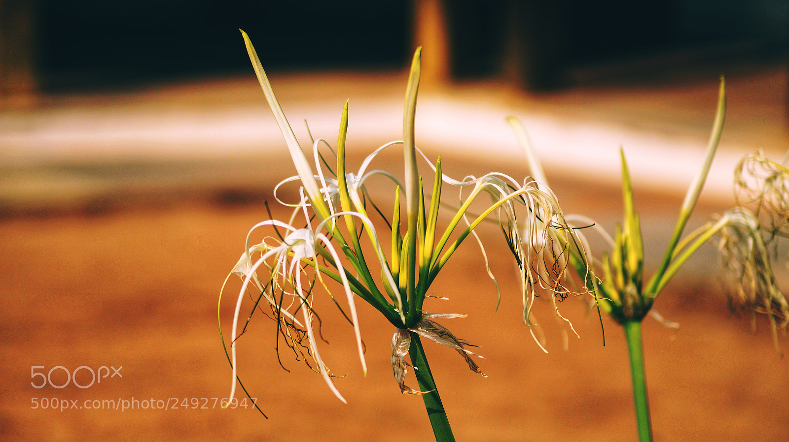 Sony SLT-A58 sample photo. Snake flower photography