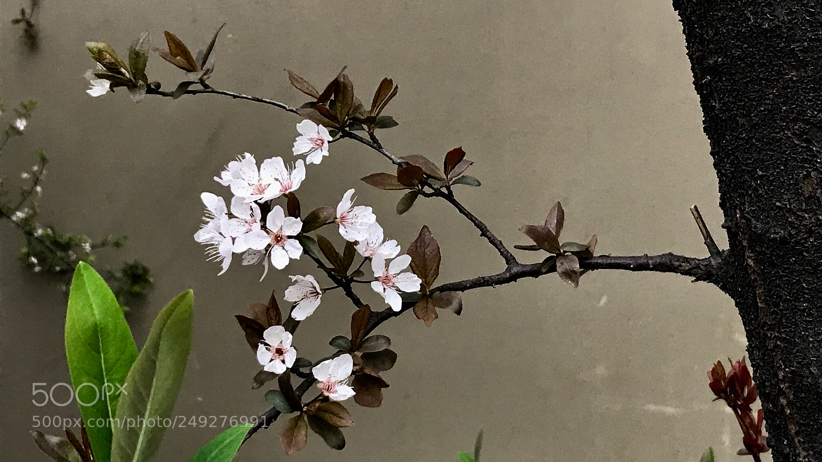 Apple iPhone 7 sample photo. Plum blossoms 红叶李 photography
