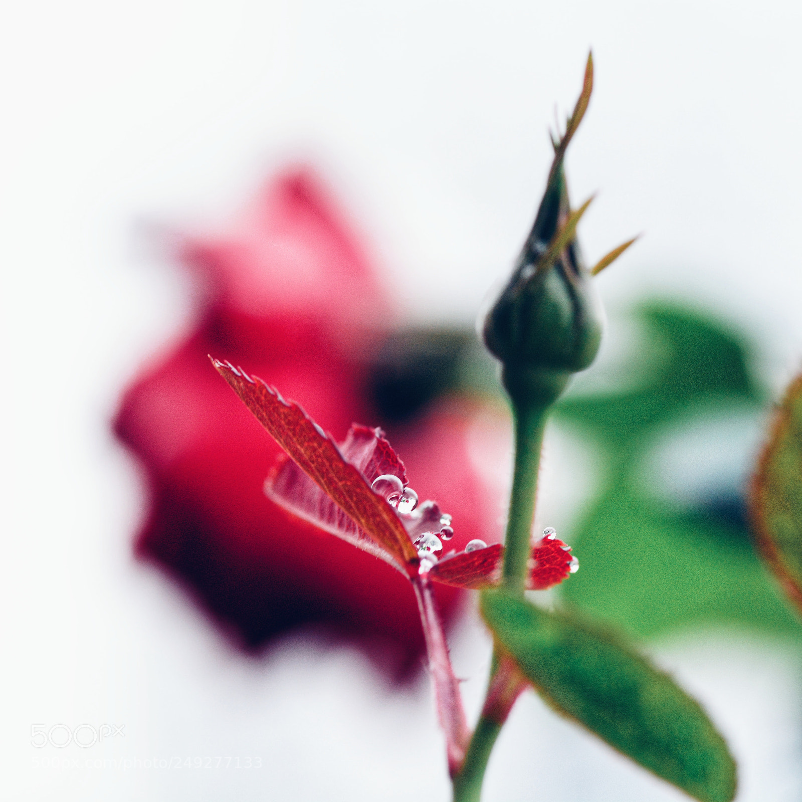 Nikon D7100 sample photo. Untitled photography