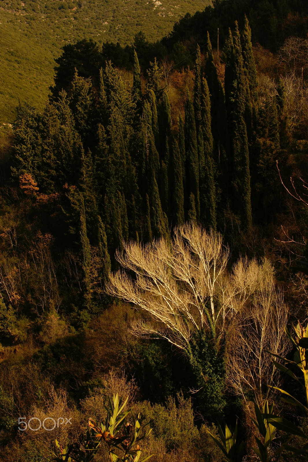 Sony DT 18-200mm F3.5-6.3 sample photo. Shades of green photography