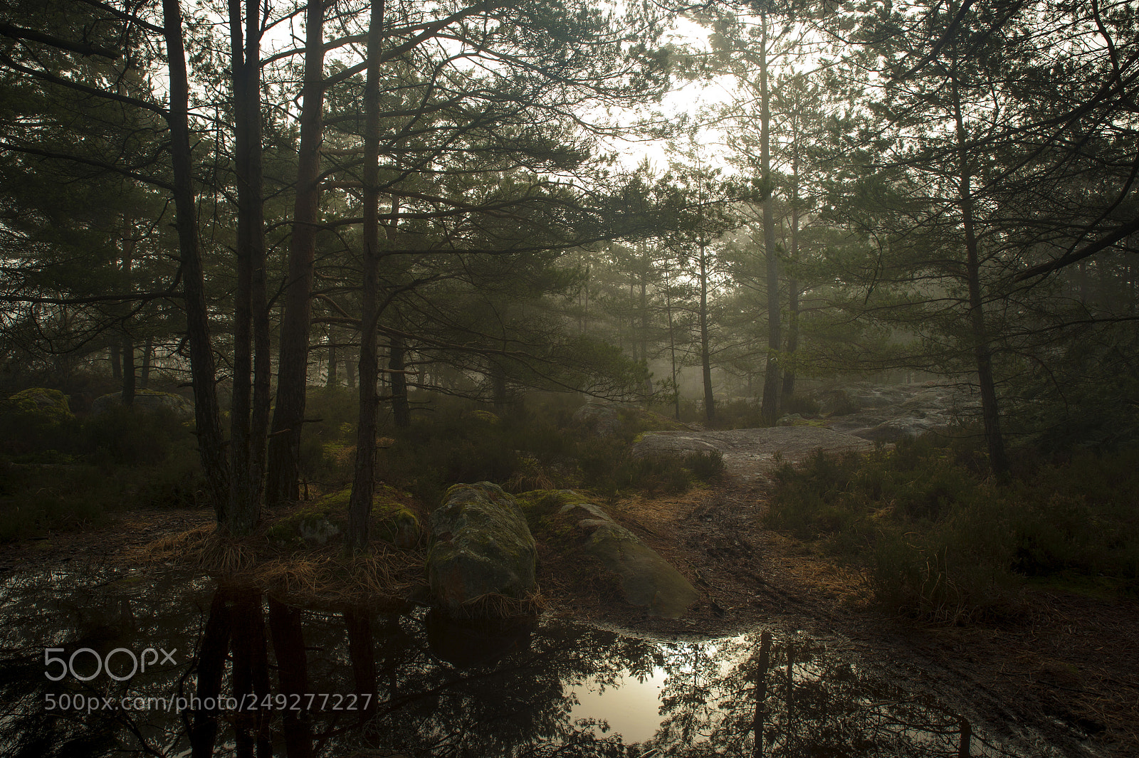 Nikon Df sample photo. Fontainebleau - xiii photography