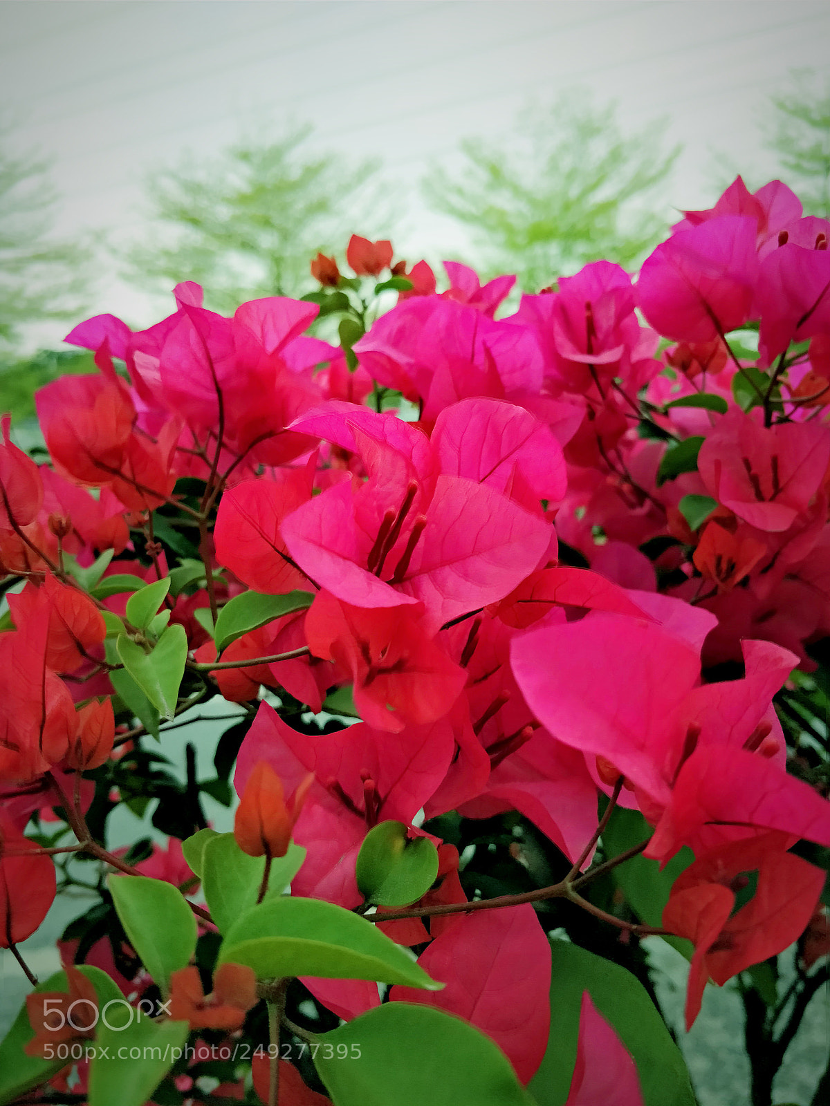 OnePlus 5T sample photo. 映山红 photography