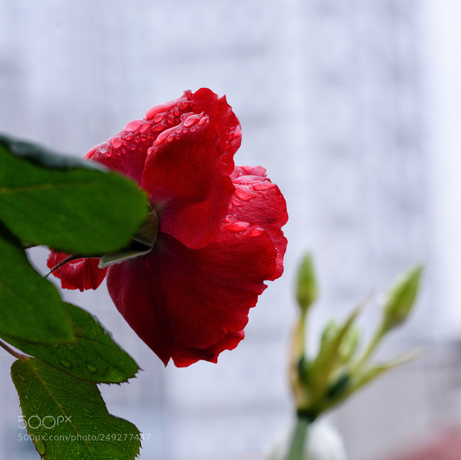 Nikon D7100 sample photo. Untitled photography