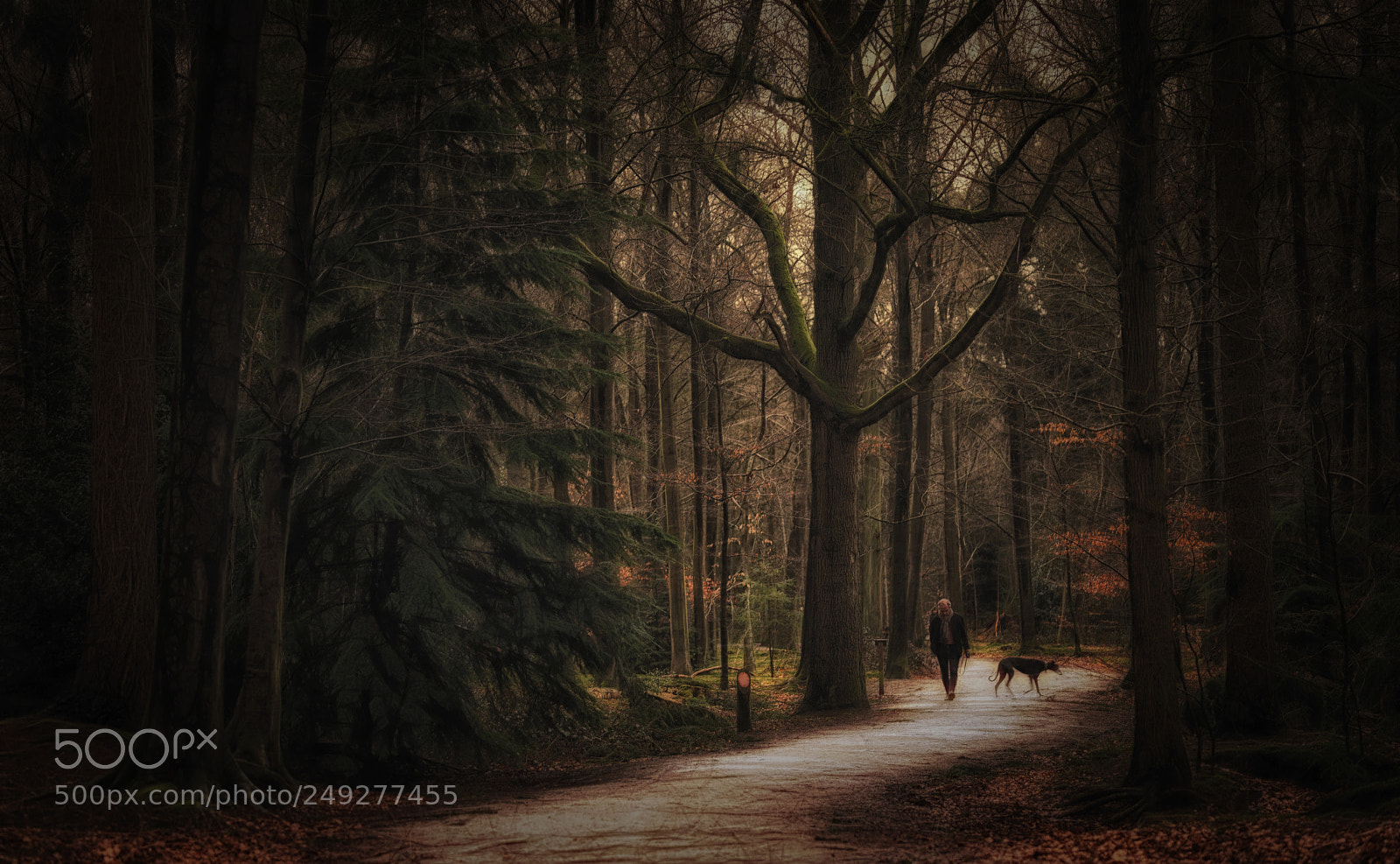 Sony a7R sample photo. Dream forest photography