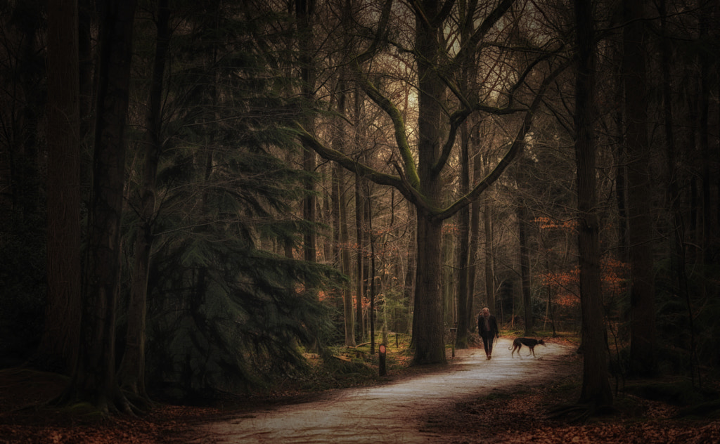 Dream forest, автор — Saskia Dingemans на 500px.com