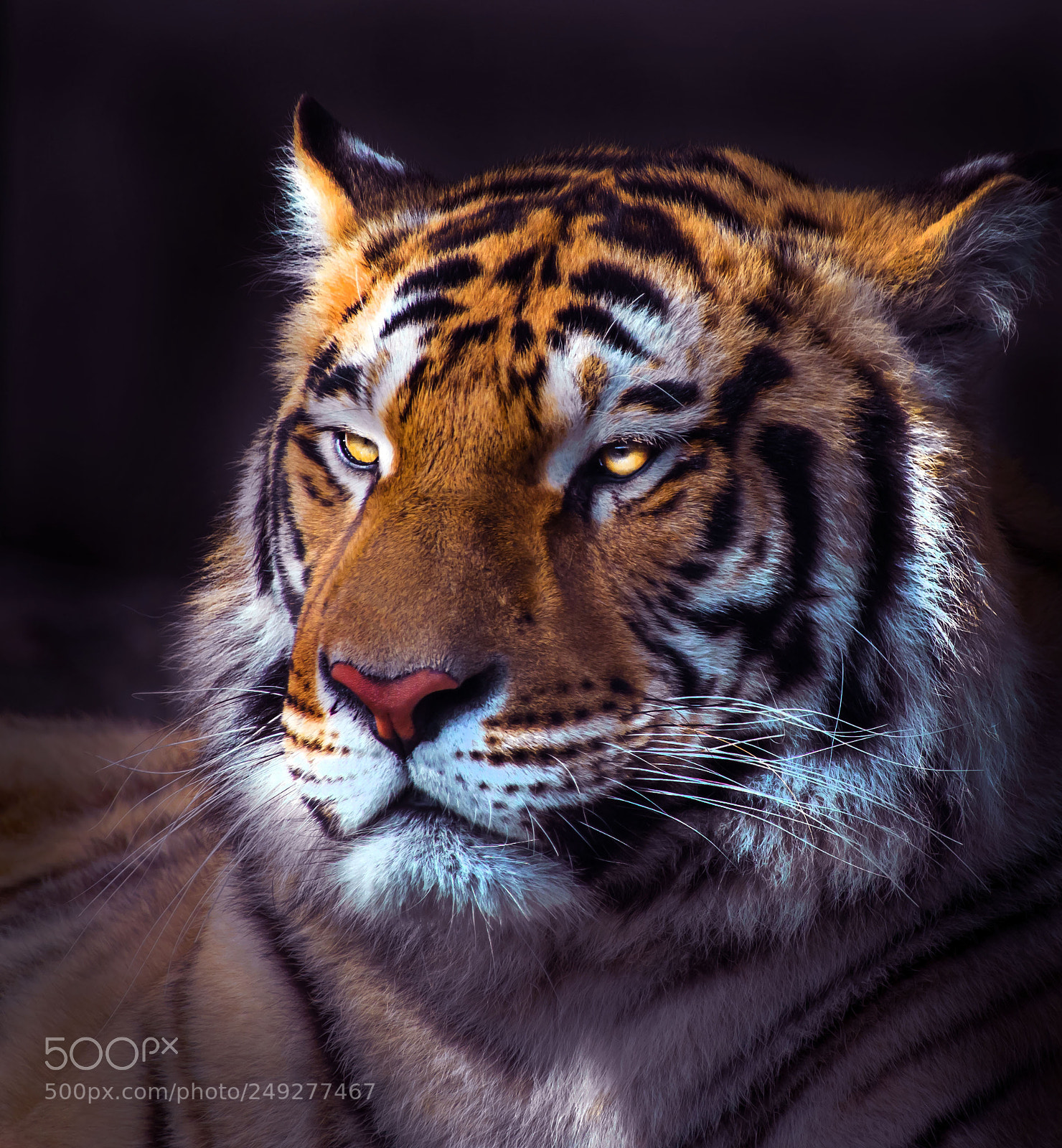 Pentax K-3 sample photo. Tiger photography