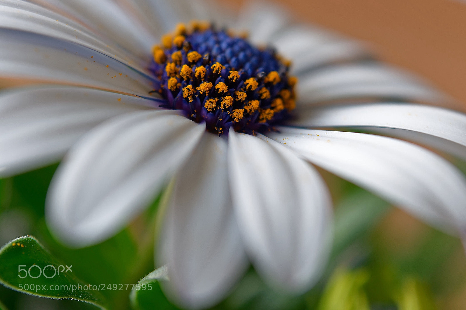 Nikon D3300 sample photo. Blue photography