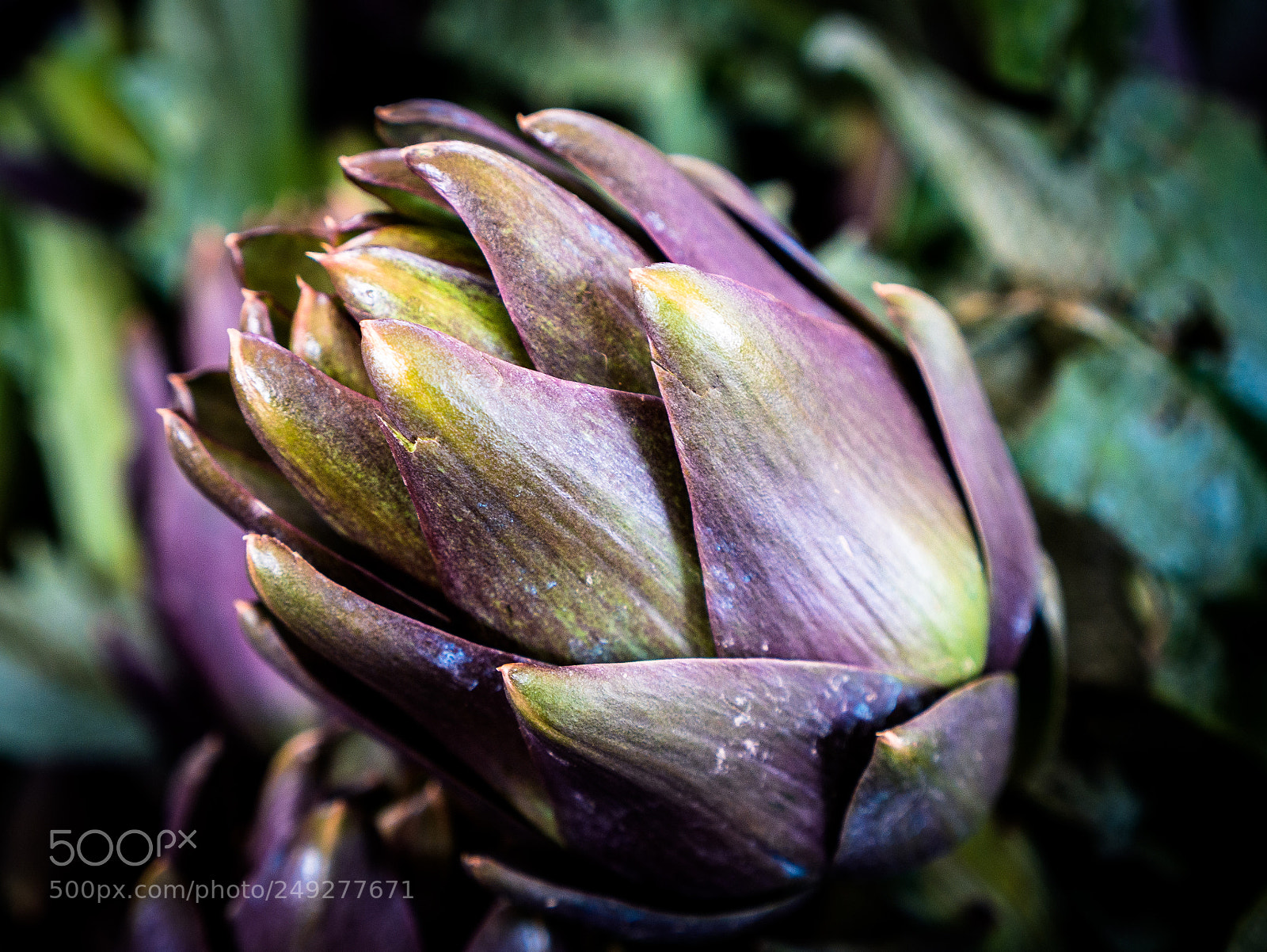 Panasonic Lumix DMC-GX7 sample photo. Just an artichoke photography