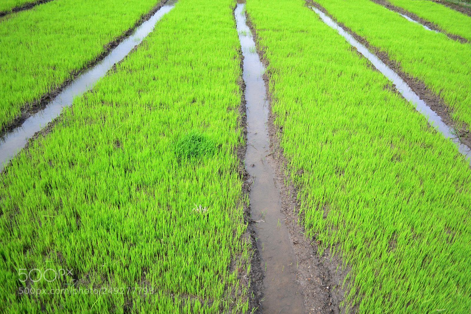Nikon D3100 sample photo. Green photography