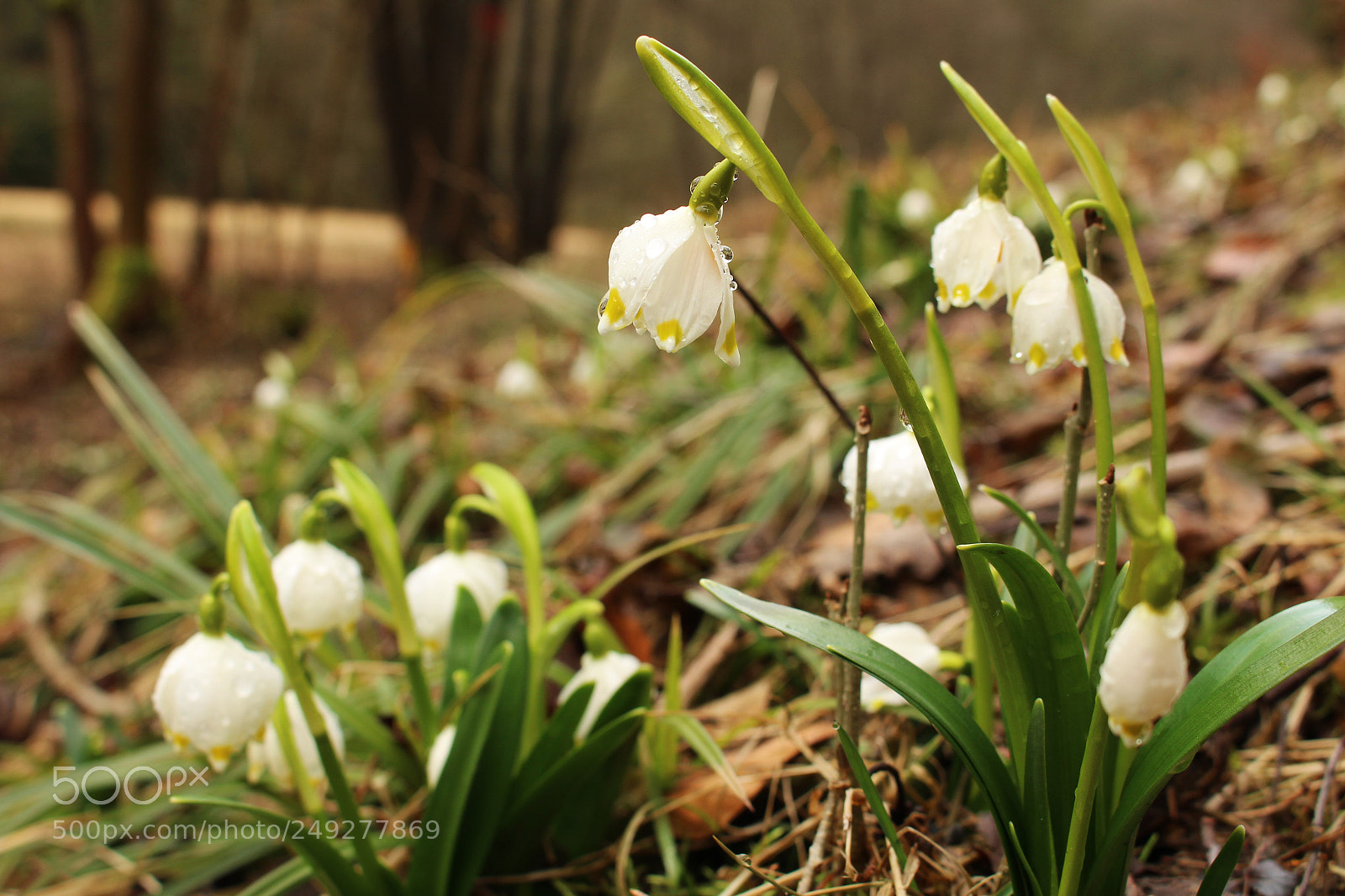 Canon EOS 100D (EOS Rebel SL1 / EOS Kiss X7) sample photo. Heralds of spring photography