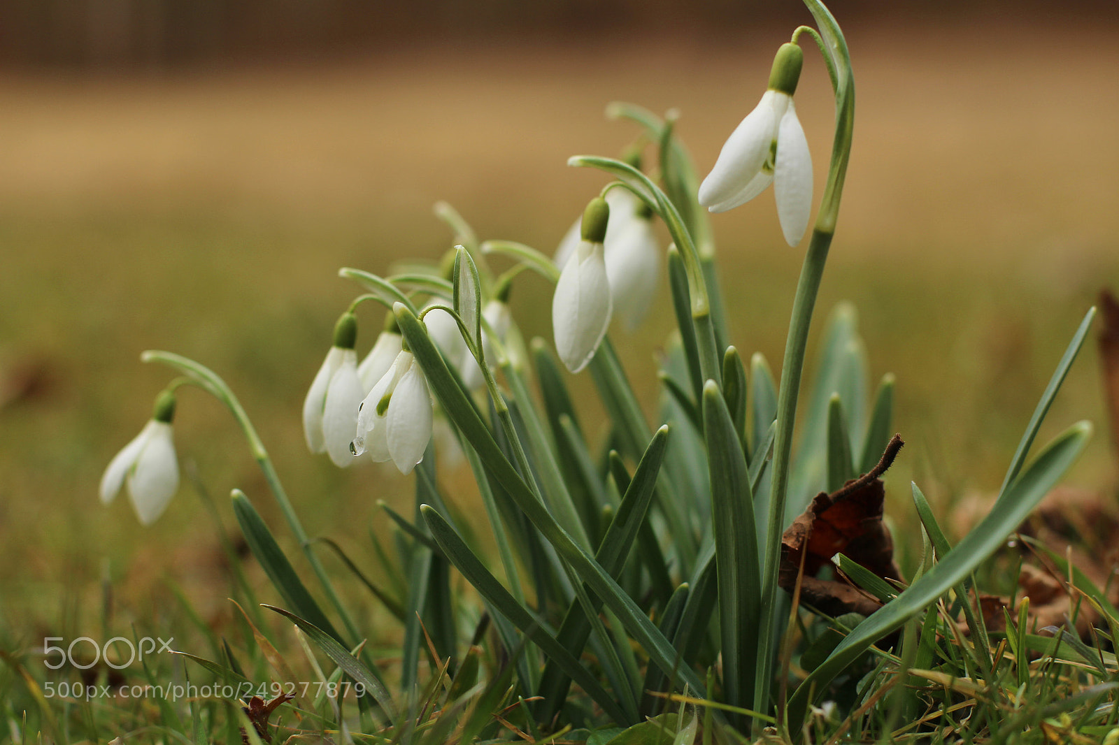Canon EOS 100D (EOS Rebel SL1 / EOS Kiss X7) sample photo. Heralds of spring photography